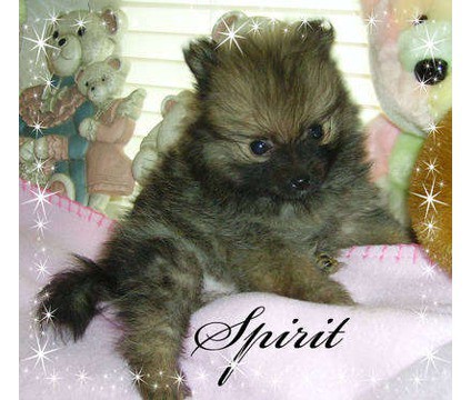 Laura's Precious Pomeranians