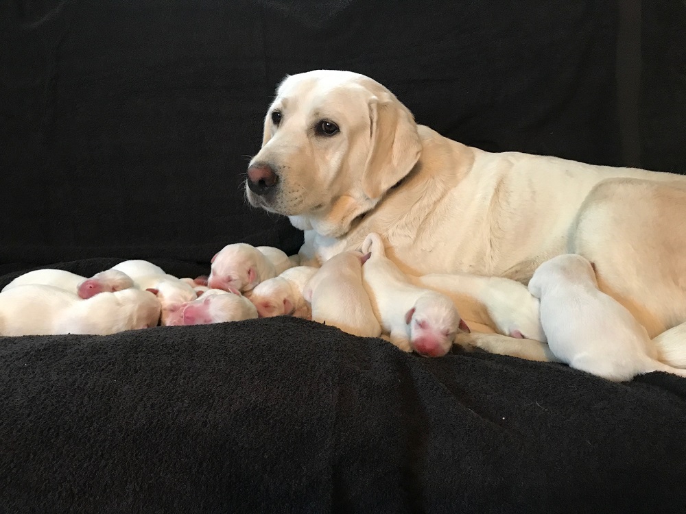 Missouri White Tail Labradors