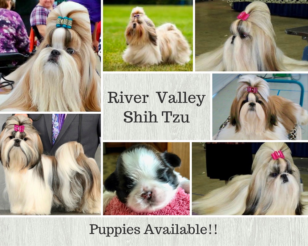 River Valley Shihtzus
