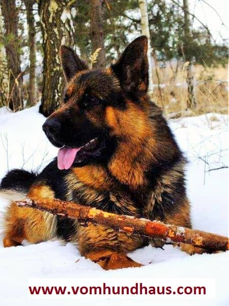 Vom Hundhaus German Shepherds