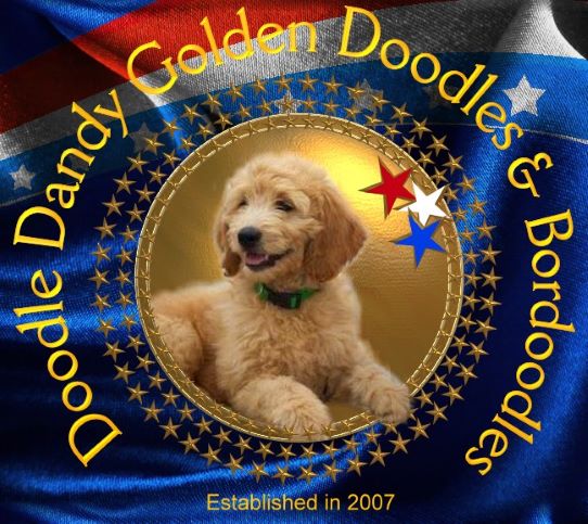 Doodle Dandy Goldendoodles & Bordoodles