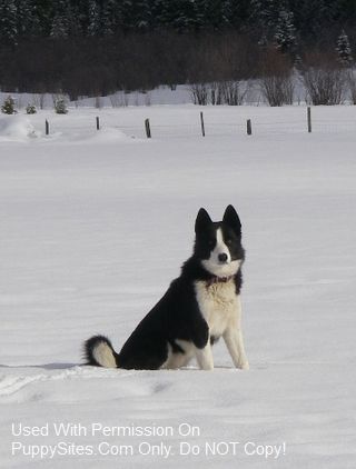 Aspen Valley Bear Dogs