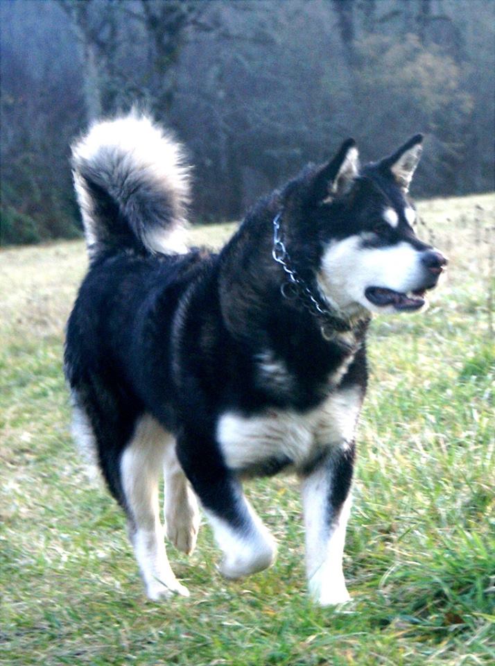 Cascades Alaskan Malamutes