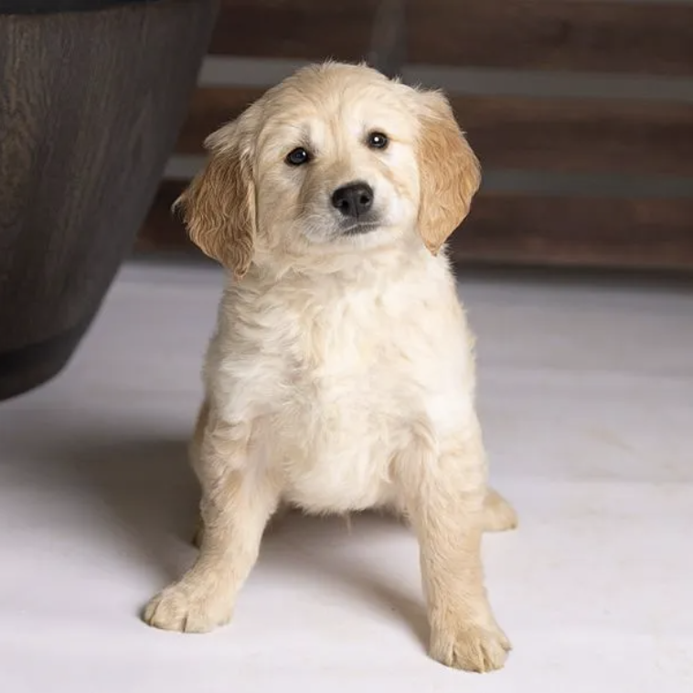 GoldenQuest Comfort Retrievers