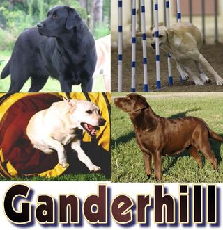 Ganderhill Labrador Retrievers