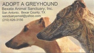 Greyhound Rescue San Antonio