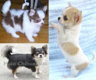 Halo Chihuahuas