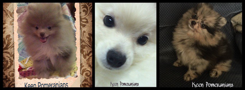 Keen pomeranians best sale