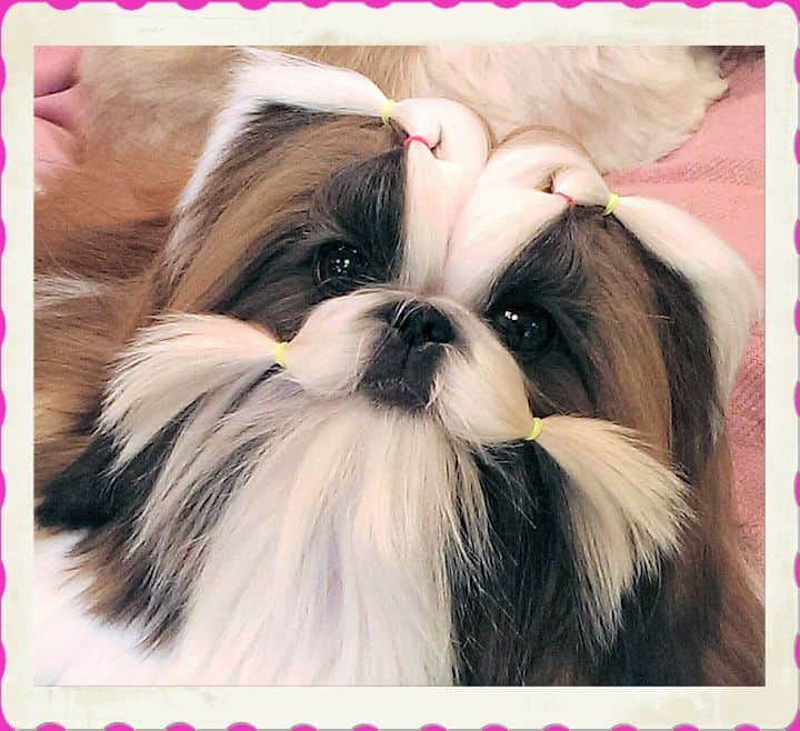 Mr Foo's Shih Tzu