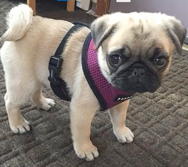 Royal Pug Puppies 