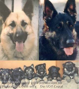 Salhaus German Shepherds