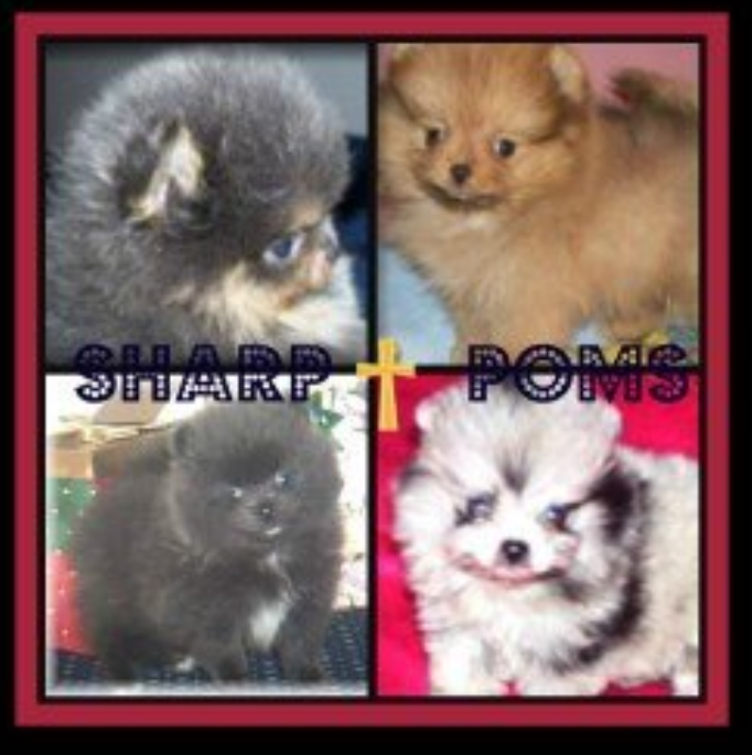 Sharp Poms