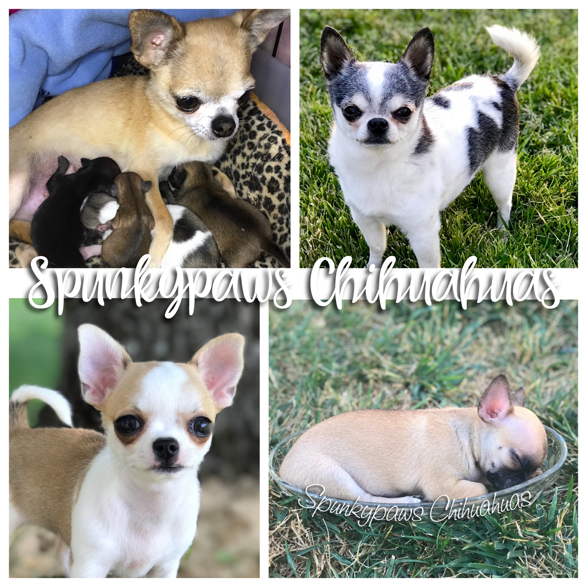 Spunkypaws Chihuahuas