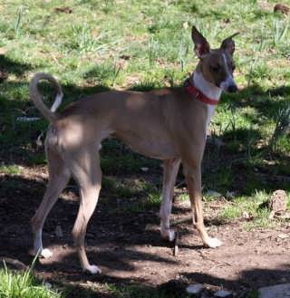 Carolina Sighthound Rescue