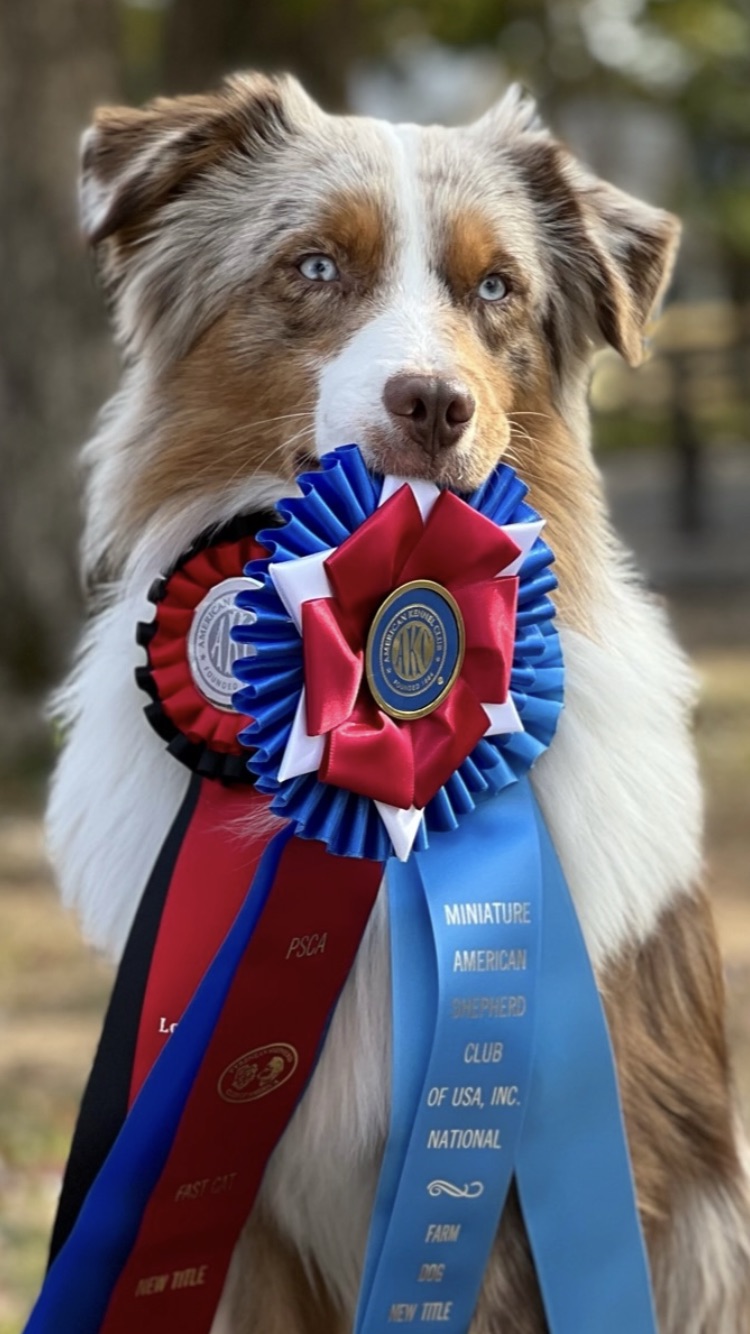 Waterfall Miniature American Shepherds