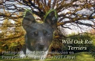Wild Oak Rat Terriers