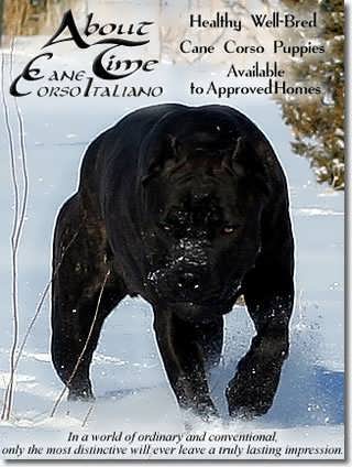 Cane Corso Dog Breeders Websites Puppysitescom