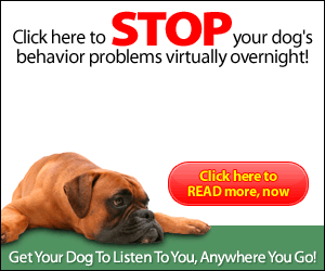 dog training websites