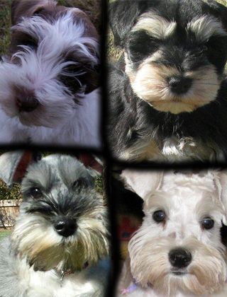 red rock kennel miniature schnauzers