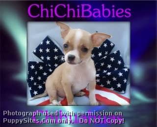 ChiChiBabies Chihuahuas