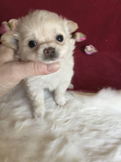 miniature chihuahua breeders near me