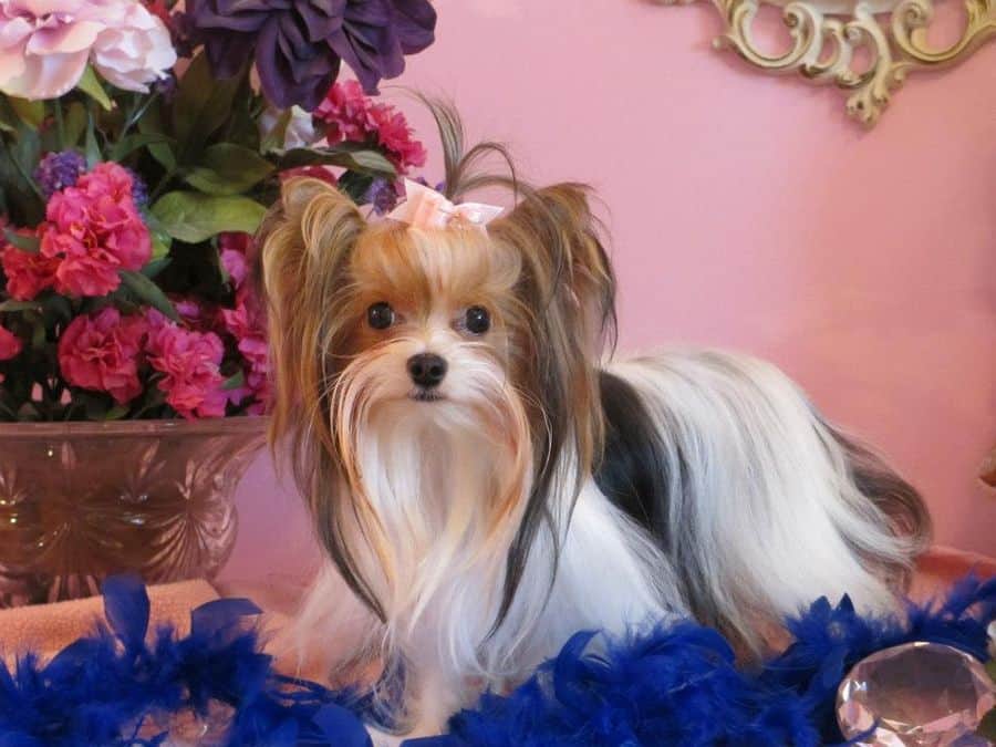 Yorkshire Terrier Dog Breeders Websites Puppysites Com