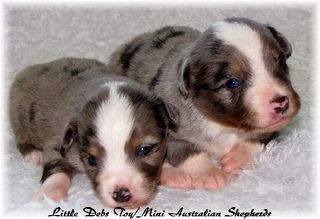 southern star mini aussies