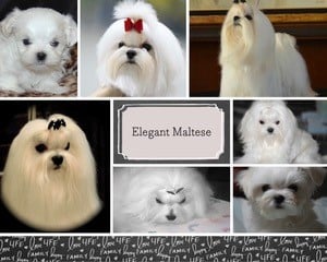 elegant maltese