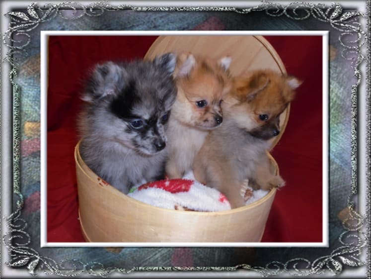 precious pomeranians