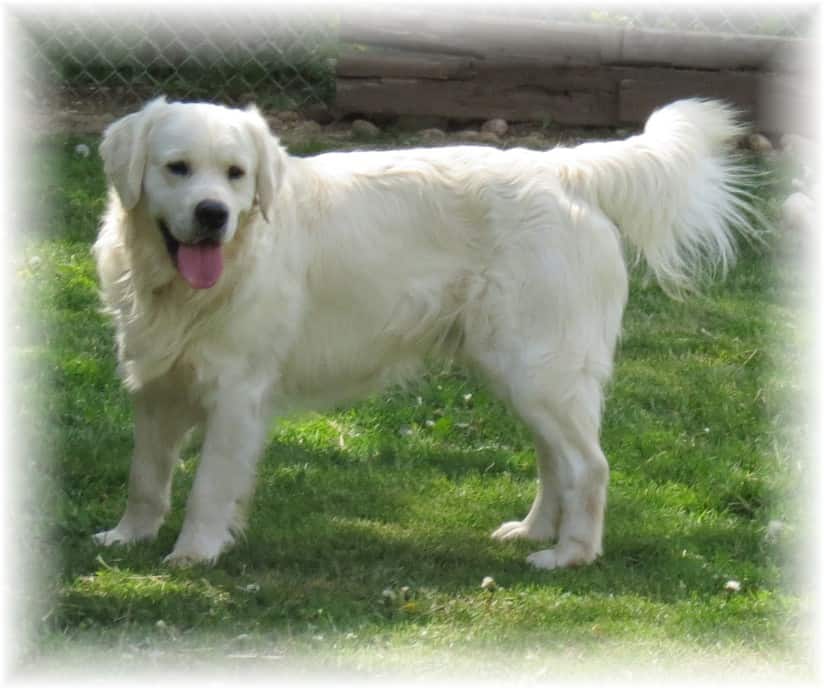Hearts of Gold Retrievers LLC