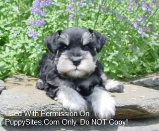 red rock kennel miniature schnauzers