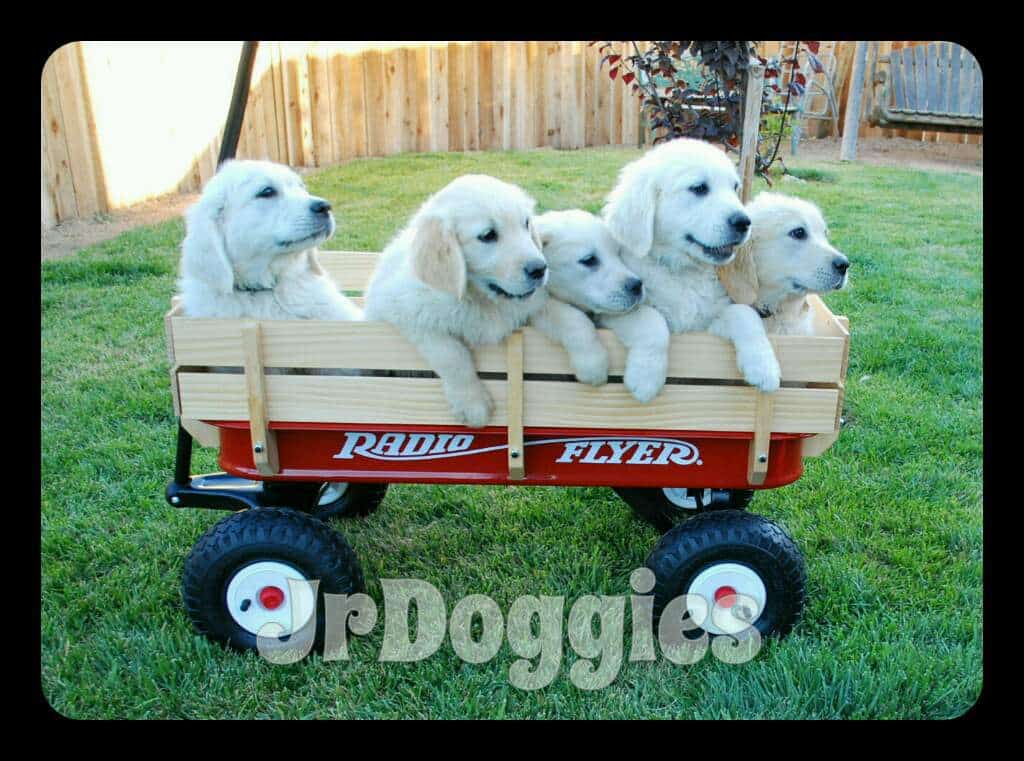 JrDoggies