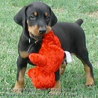 doberman kennels near me