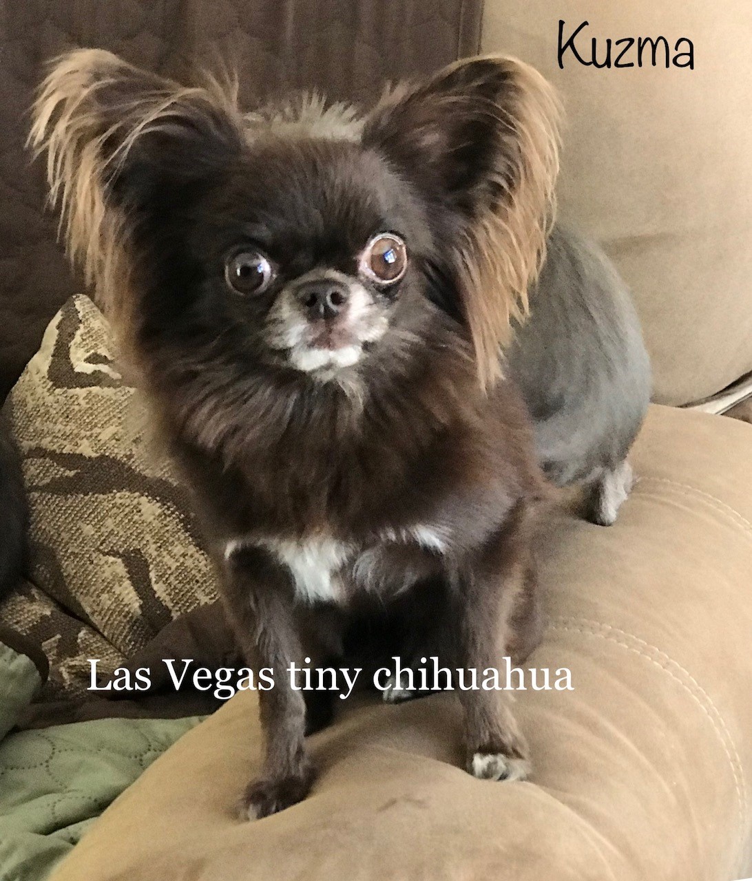 Las Vegas Tiny Chihuahuas