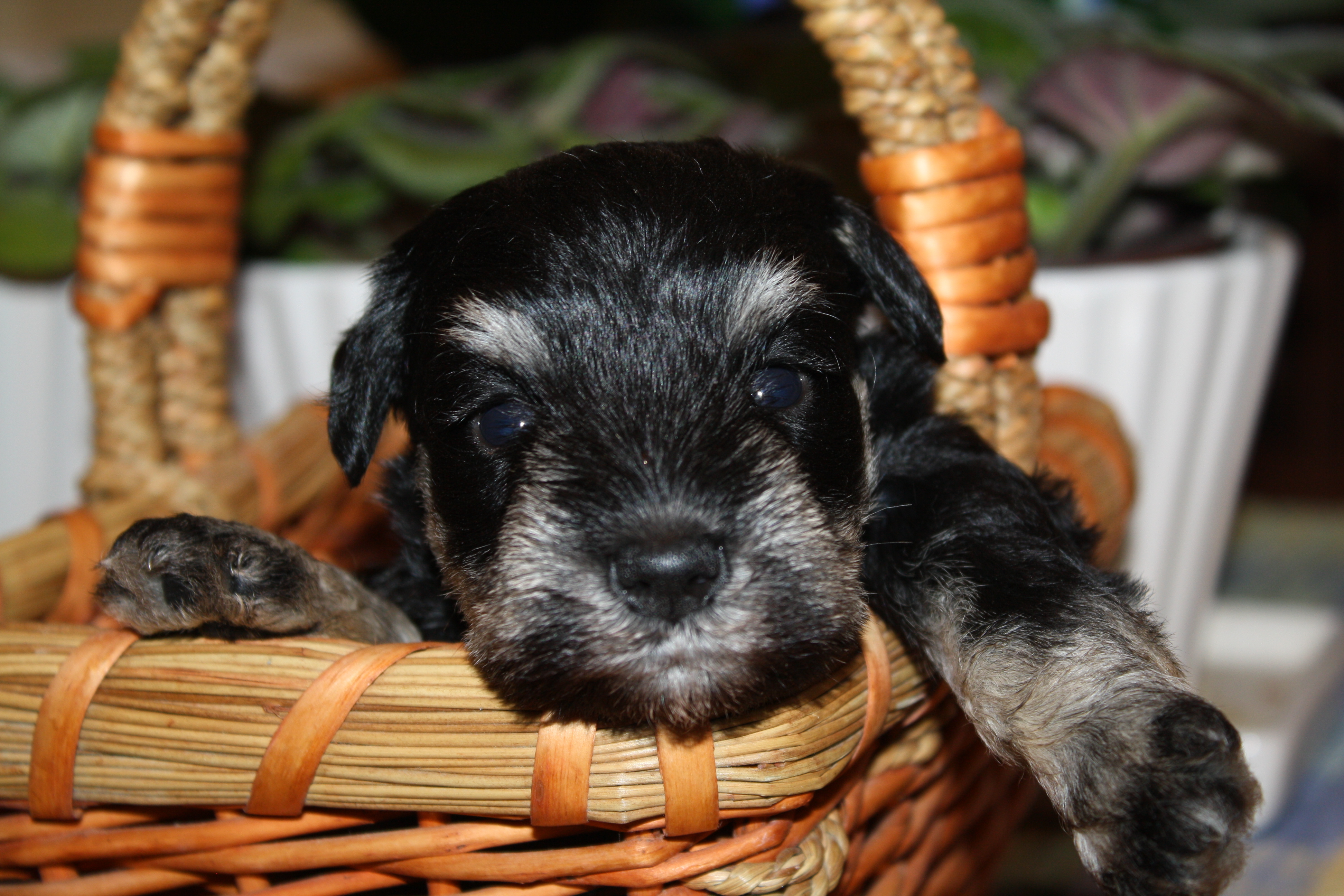 parti schnauzer rsscue