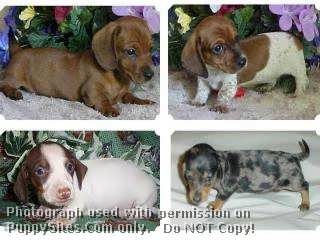 Dachshund Dog Breeders Georgia Puppysites Com