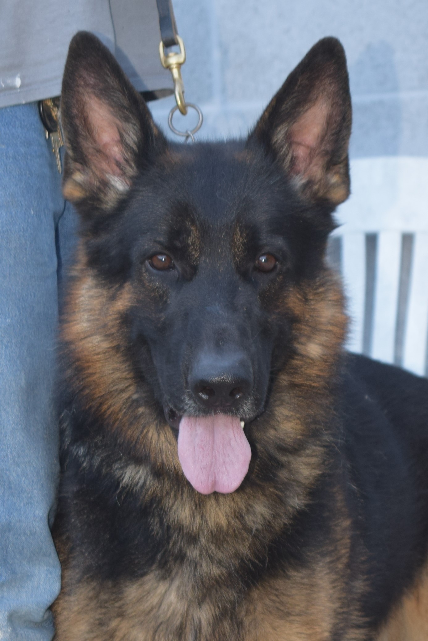 vomHognadottir Rottweilers and German Shepherds