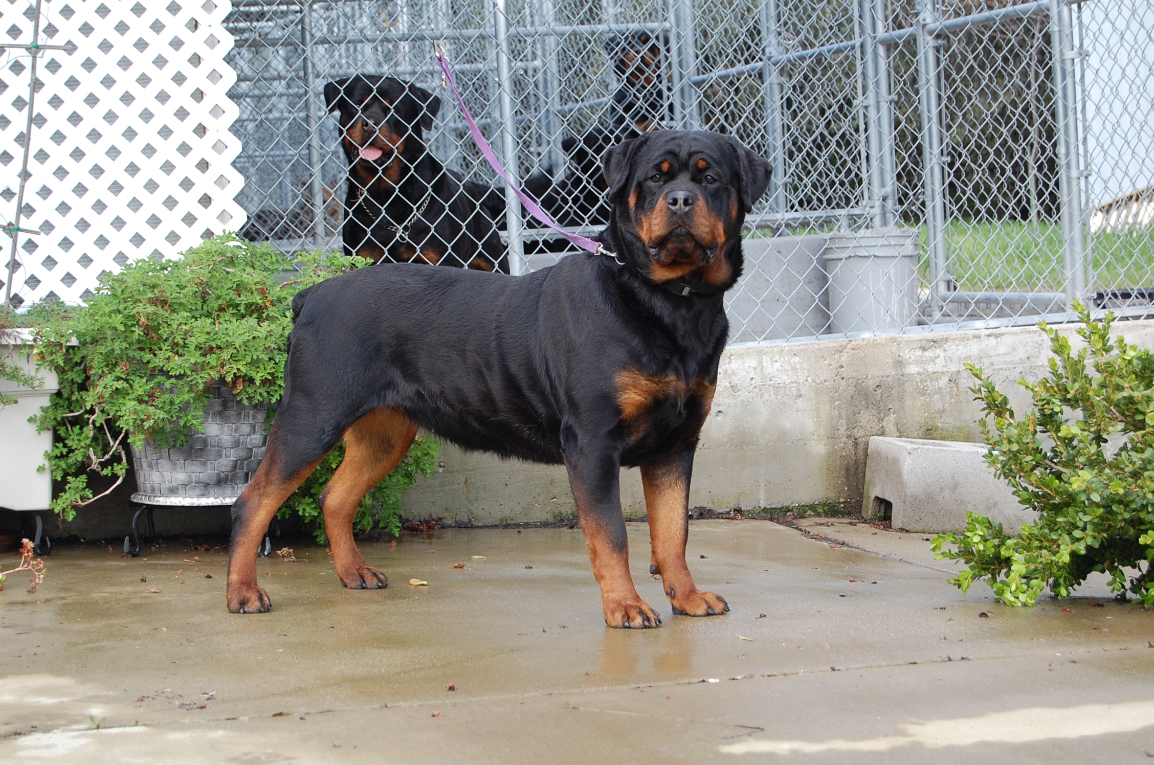 rottweiler breeders