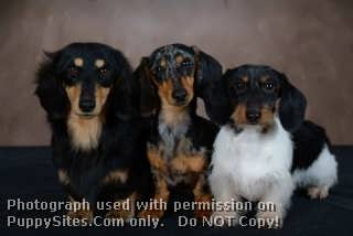 Weatherly's Miniature Dachshunds