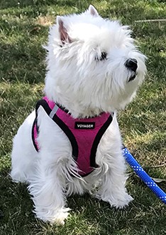 Westie Insider