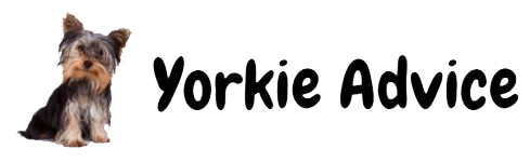 Yorkie Advice